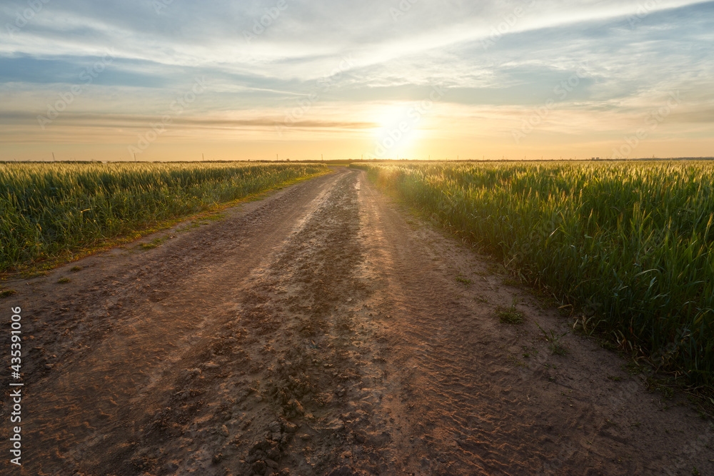 trail in the field, landscape outside the city trail on the background of the sunset trail in the field, landscape outside the city trail on the background of the sunset