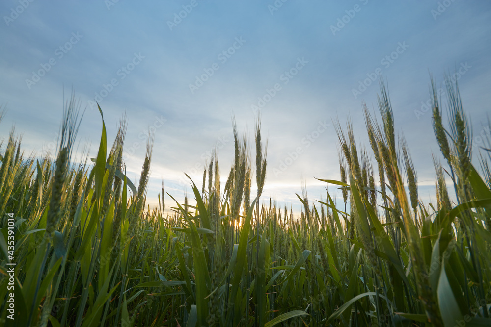 photo wheat green close, photo in nature wheat on the background of the sunset