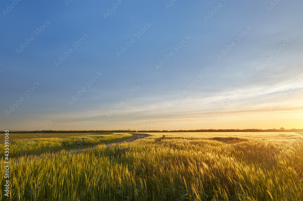 sunset on the field, agriculture rural landscape fields of ukraine