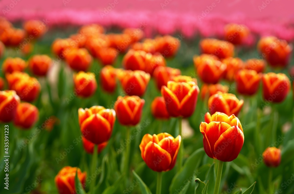 Obraz premium Ukraine. Kiev region. Dobropark. May 2021 Many beautiful colorful tulips with leaves. Photo with fresh spring flowers for any festive decoration