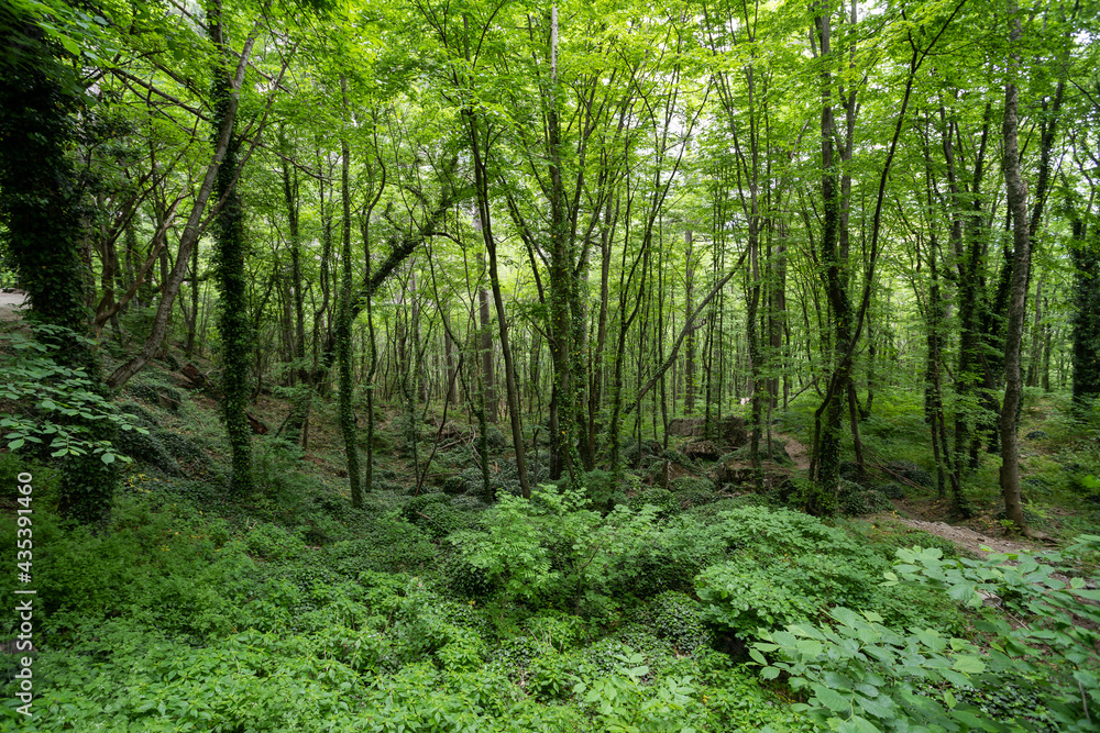 Fern on a background of a green forest. Bright green forest landscape. Fern on a background of a green forest. Bright green forest landscape.