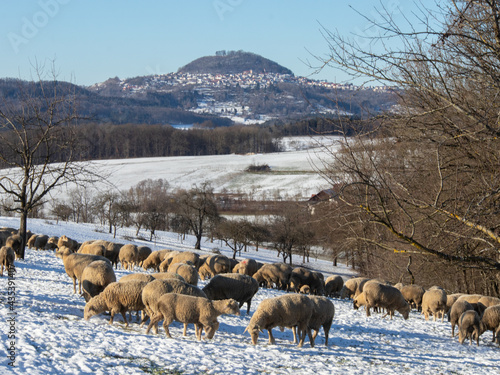 Schafe vor Hohenstaufen