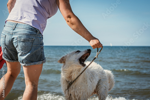 Bild auf Leinwand disobedient puppy dog white shepherd bites a hand background sea