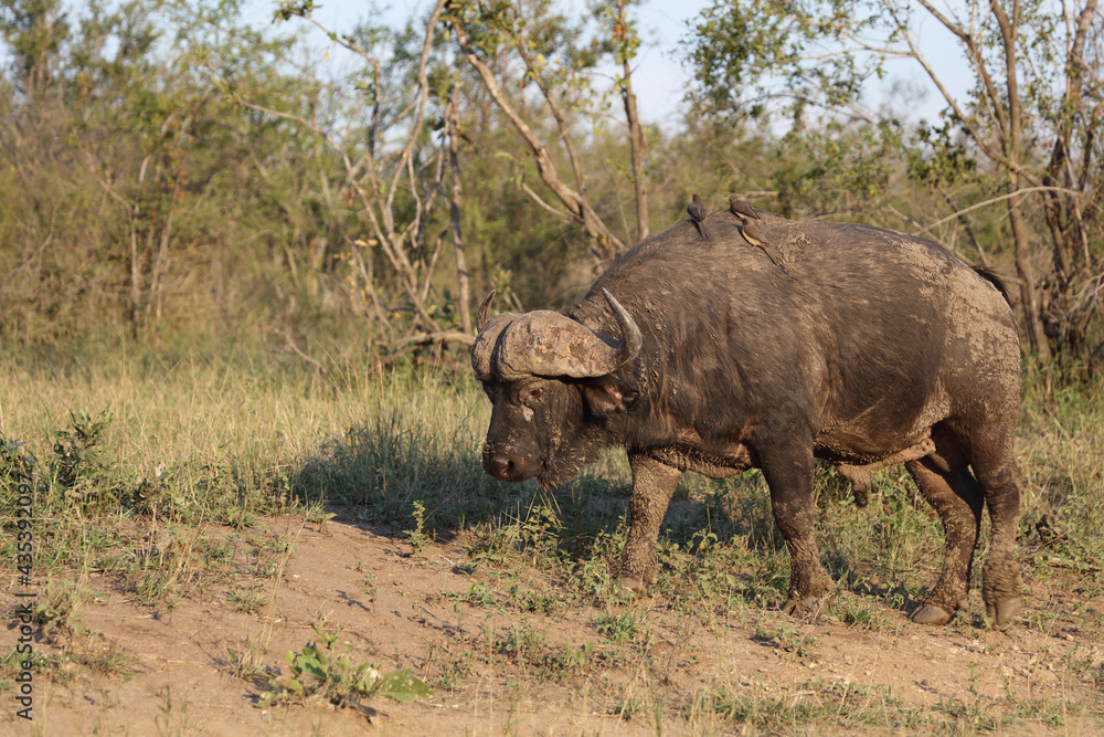 Fototapeta premium Kaffernbüffel und Rotschnabel-Madenhacker / African buffalo and Red-billed oxpecker / Syncerus caffer et Buphagus erythrorhynchus..