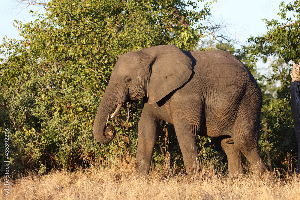Obraz premium Afrikanischer Elefant / African elephant / Loxodonta africana