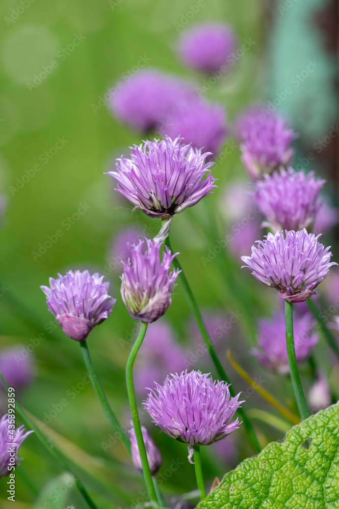 Allium schoenoprasum chives pink violet flowering plant, herbaceous perennial kitchen edible ingredient in bloom Allium schoenoprasum chives pink violet flowering plant, herbaceous perennial kitchen edible ingredient in bloom