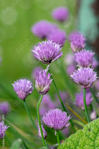 Allium schoenoprasum chives pink violet flowering plant, herbaceous perennial kitchen edible ingredient in bloom © Iva