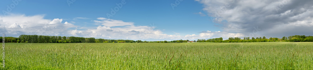 Banner with barley field in Spring with forest far away and blue sky with clouds. Panoramic composition in light green and blue colors. Germany, countryside in Brandenburg North from Berlin.