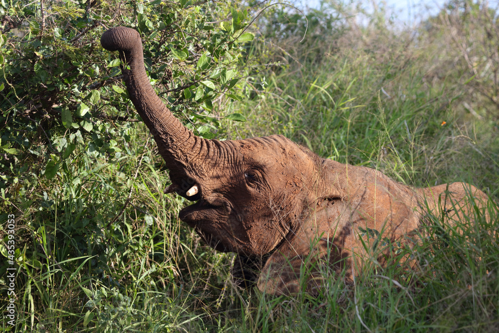 Obraz premium Afrikanischer Elefant / African elephant / Loxodonta africana..