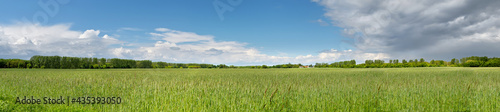 Banner with barley field in Spring with forest far away and blue sky with clouds. Panoramic composition in light green and blue colors. Germany  countryside in Brandenburg North from Berlin.