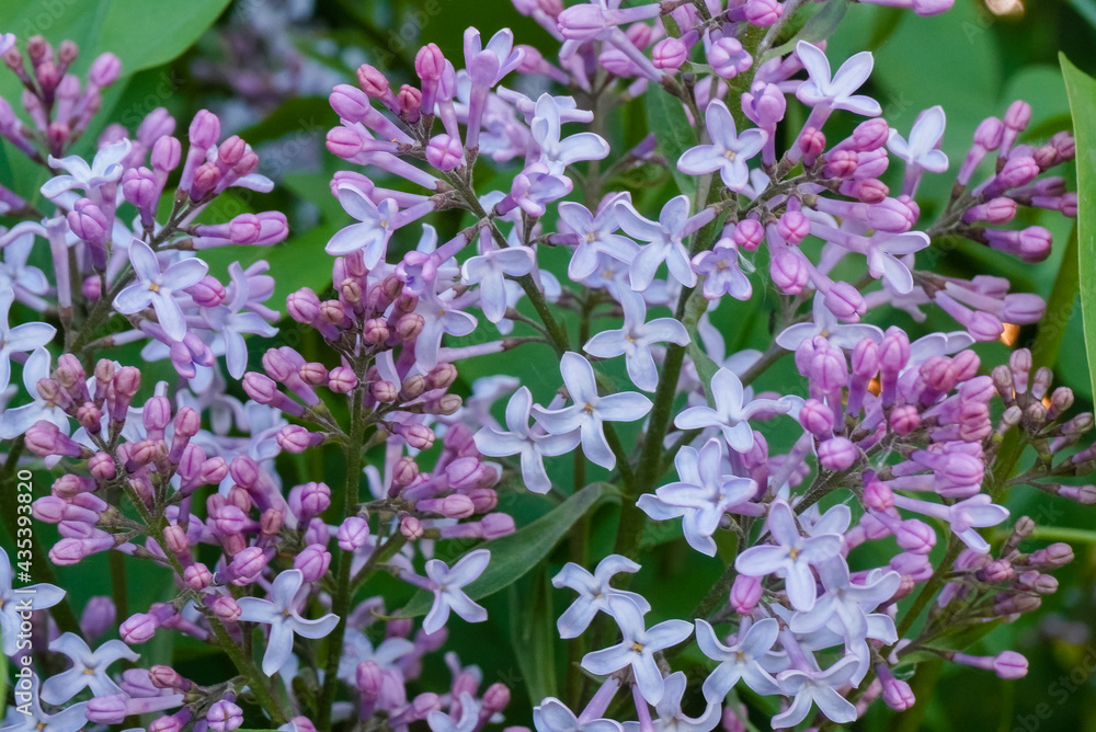 Fototapeta premium lilac flowers