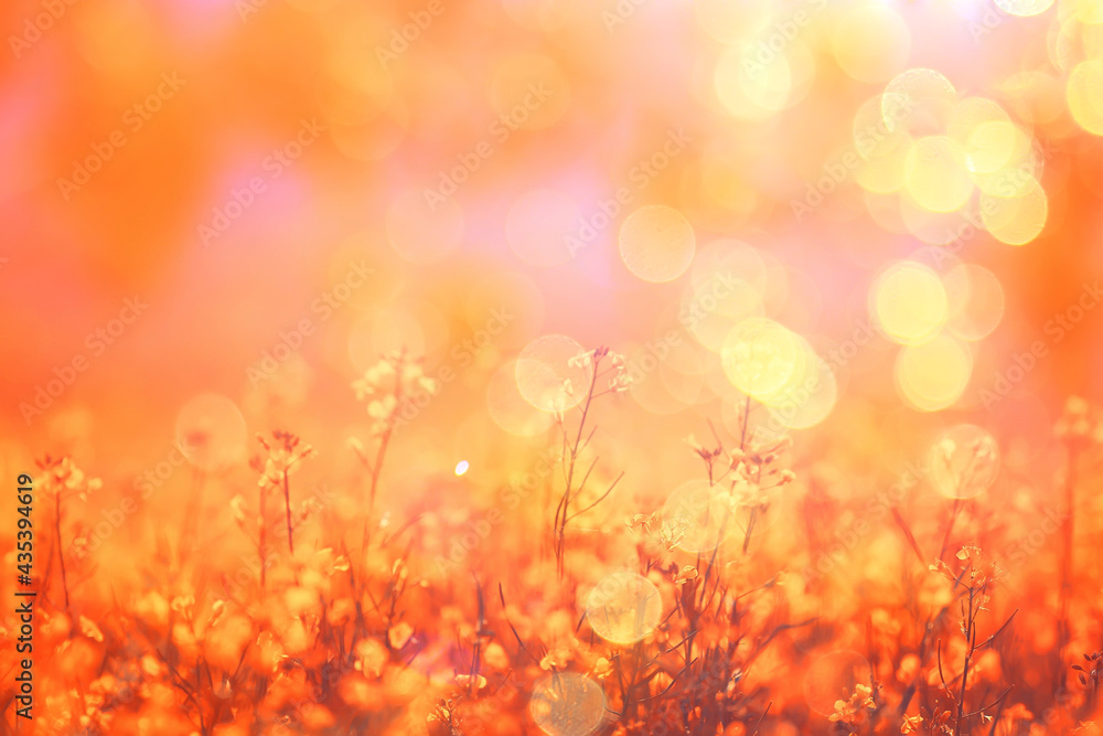 abstract summer background texture of yellow flowers in the field, beautiful nature sunny day wild flower abstract summer background texture of yellow flowers in the field, beautiful nature sunny day wild flower