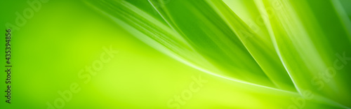 Nature of green leaf in garden at summer. Natural green leaves plants using as spring background cover page greenery environment ecology wallpaper