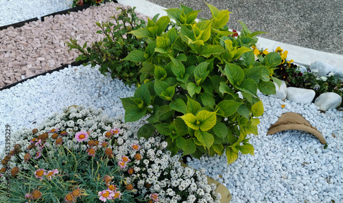 Ortensia Hydrangea macrophylla Hortensia e altri fiori
