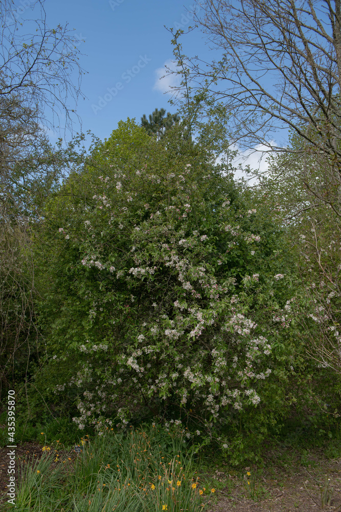 White Spring Blossom on an Apple Tree (Malus 'Striped Beauty') Growing in a Woodland Garden in Rural Devon, England, UK
