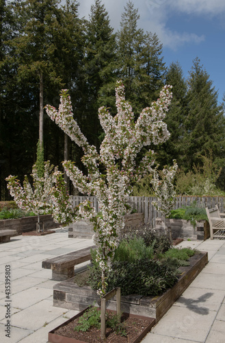 Spring Flowering Bright White Blossom on a Deciduous Crab Apple Tree (Malus 'Adirondack') Growing on the Terrace of a Kitchen Herb Garden in Rural Devon, England, UK