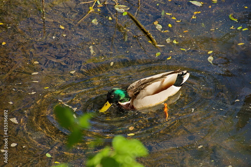 Ducks on a city pond, Moscow.