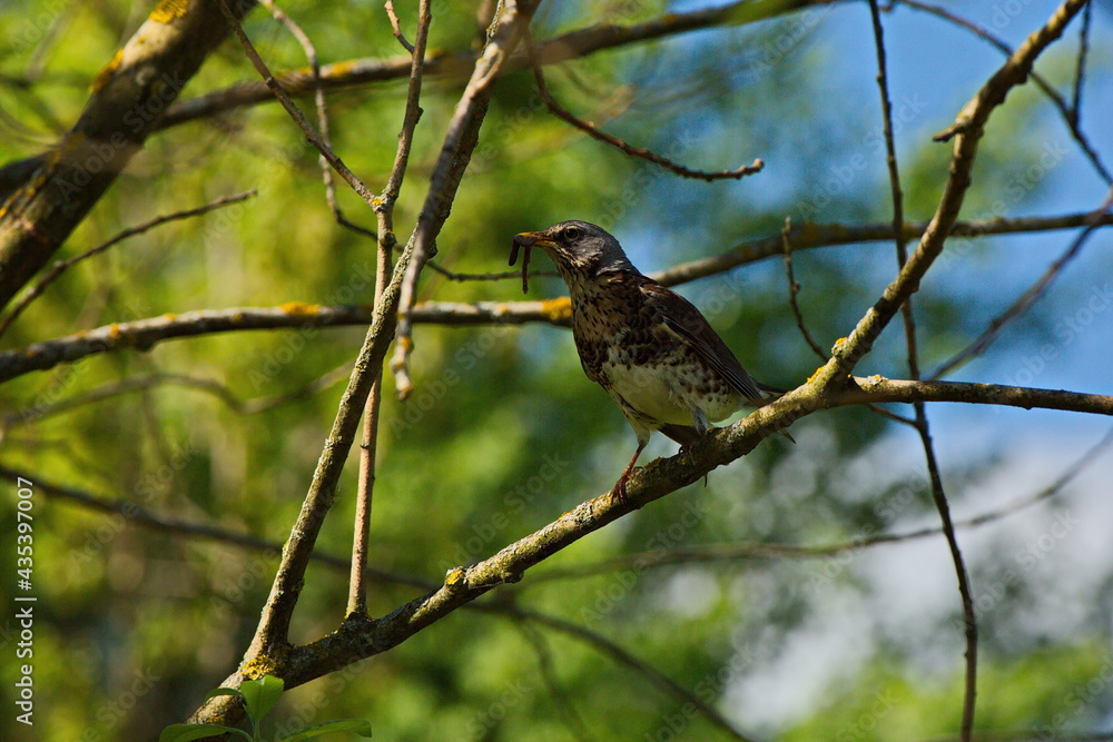 Thrush fieldfare in a Moscow park. Thrush fieldfare in a Moscow park.