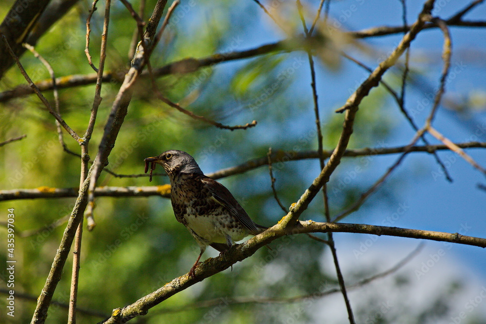 Fototapeta premium Thrush fieldfare in a Moscow park.