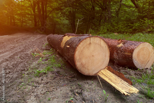 Forest pines and spruces. Log piles, logging woodworking industry. Wood. 