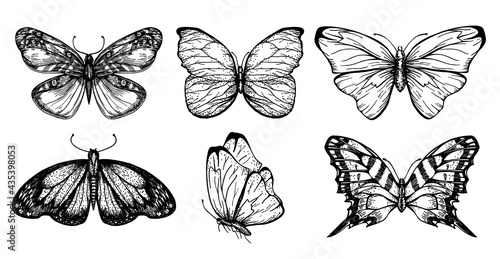 Collection of butterfly drawings for your design. Hand drawn sketch set of insects. Monochrome image of butterflies. Vector sketch.