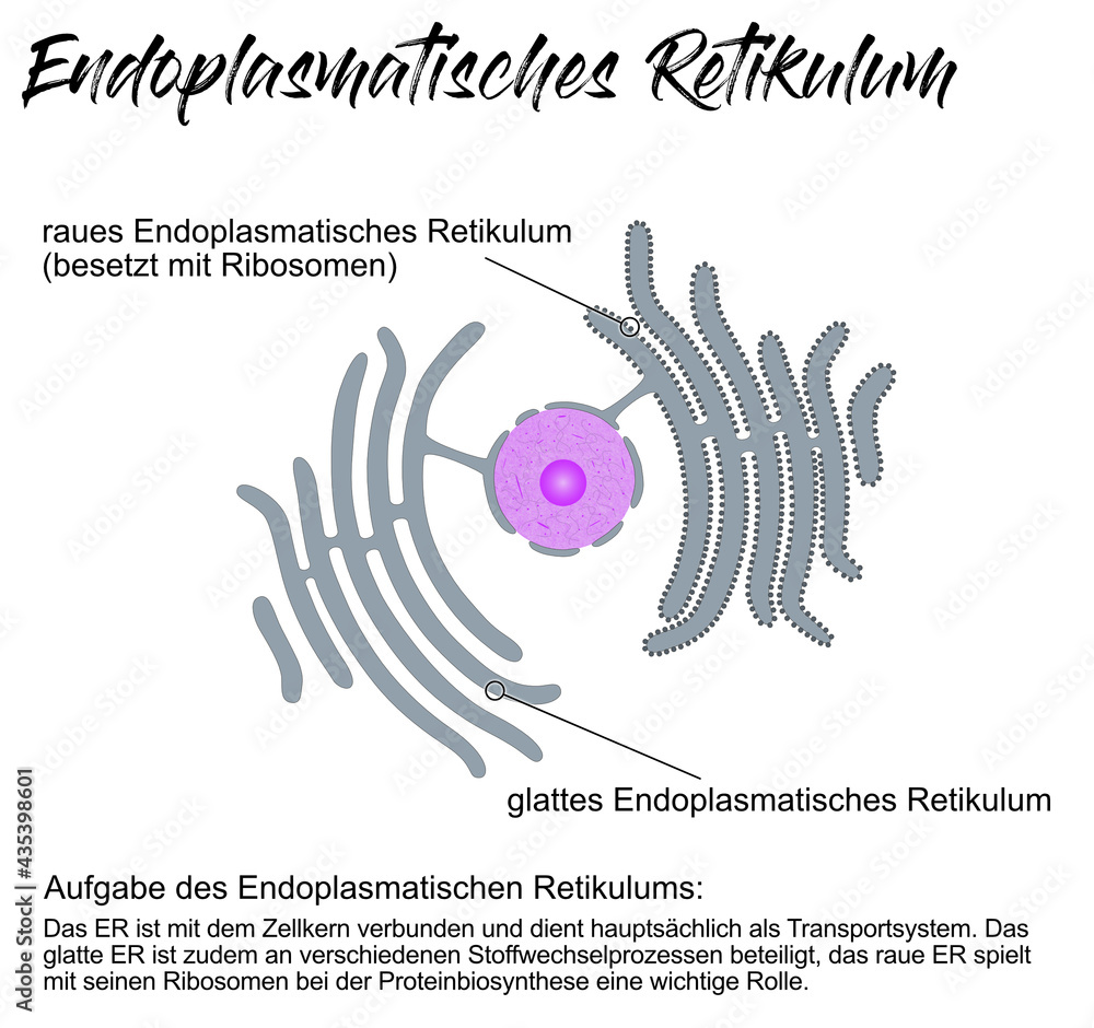 Biology Digital Sticker Set for GoodNotes | digital notes | printable |  teaching | school | Schule | Journaling | Download | Clipart - Etsy Schweiz, image size:1000x940