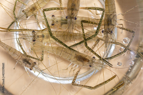 Macrobrachium（Shrimp）