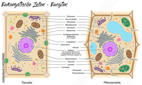Eukaryotische Zelle - Eucyte photo