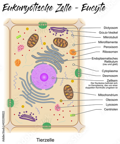 Eukaryotische Zelle - Eucyte - Tierzelle photo