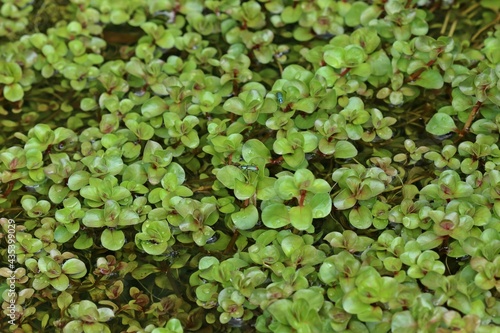 Sumpfquendel (Peplis portula).mit Zipfelkäfern