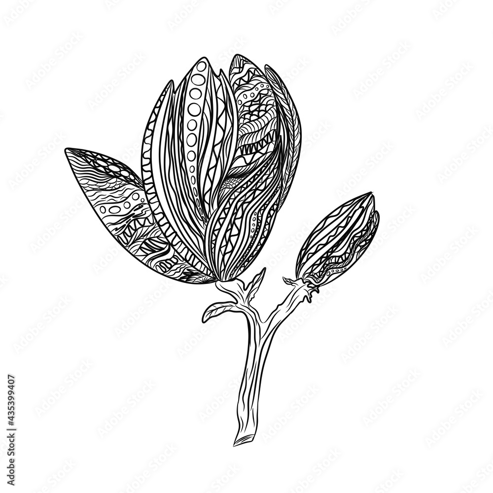 Graphic drawing of magnolias, anti-stress coloring book, layout for ...