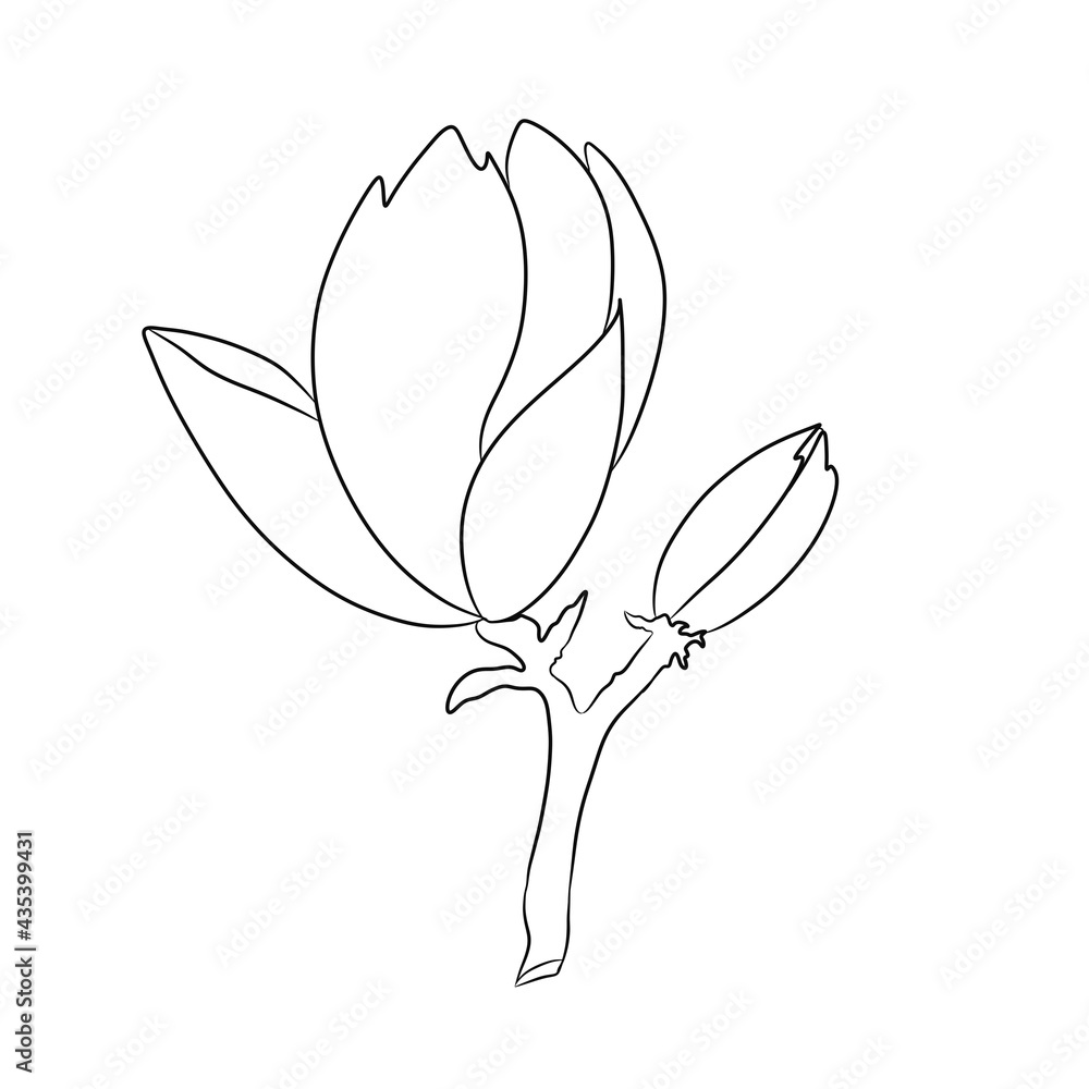 Graphic drawing of magnolias, anti-stress coloring book, layout for ...