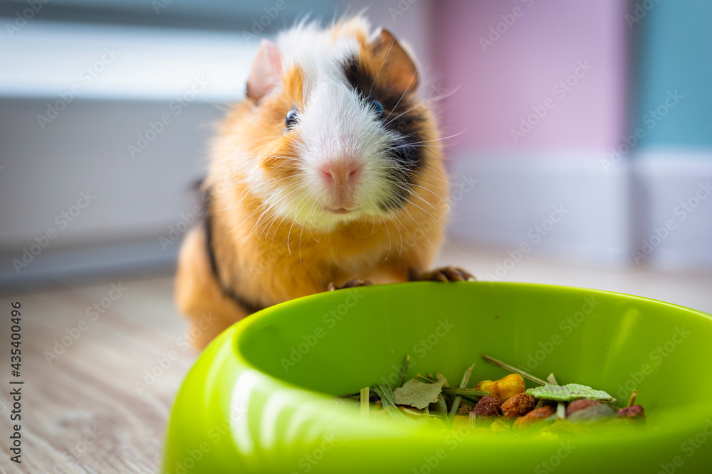 Φωτογραφία The guinea pig eats food from a bowl.