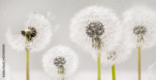Wallpaper Mural Closeup on blooming dandelions Torontodigital.ca
