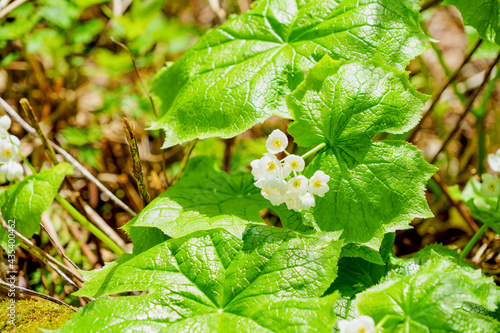 雨なら透明になるが、曇りの日は花弁が白い高山植物サンカヨウ photo