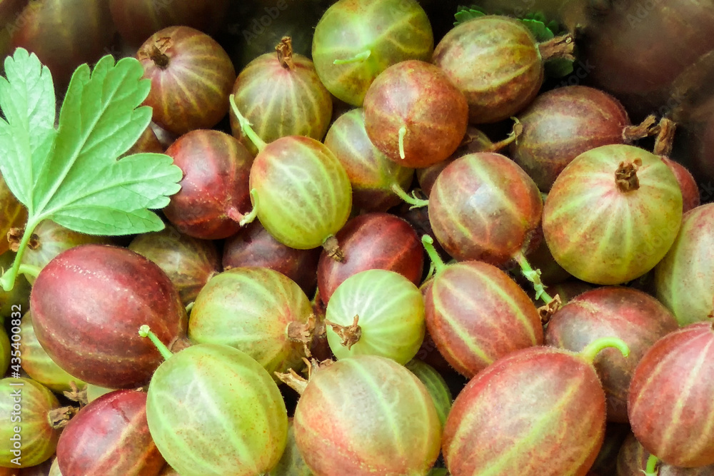 background of ripe green and pink gooseberries with leaf background of ripe green and pink gooseberries with leaf
