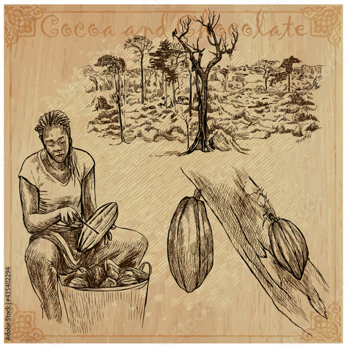 Cocoa harvesting and processing. Agriculture. An hand drawn vector illustrations on an vintage background.