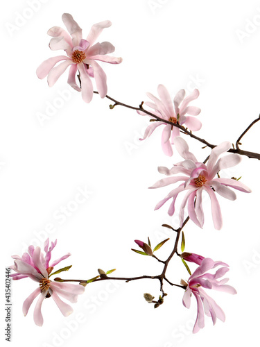Fototapeta Naklejka Na Ścianę i Meble -  Magnolia tree branch with beautiful flowers isolated on white