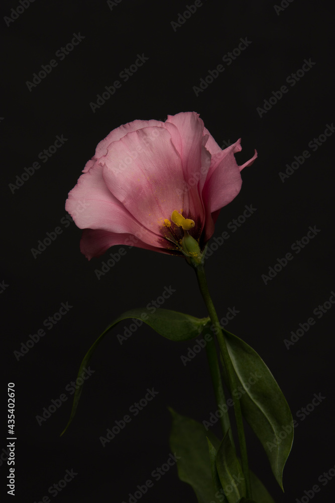 Fototapeta premium peony flower