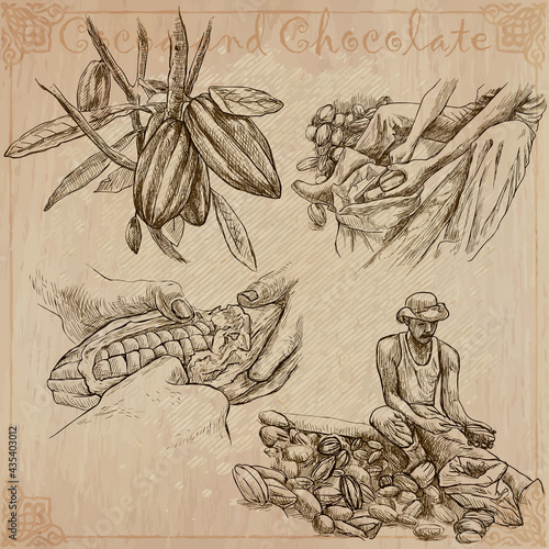 Cocoa harvesting and processing. Agriculture. An hand drawn vector illustrations on an vintage background.