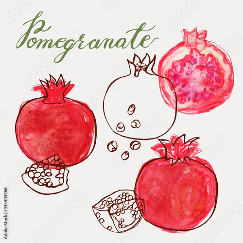 Pomegranate vector illustration in a modern loose watercolor and ink line art style. Hand-painted and drawn fully isolated and editable. Great for packaging, brochures, cards, web and more