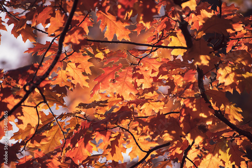 Fototapeta Autumn oak background