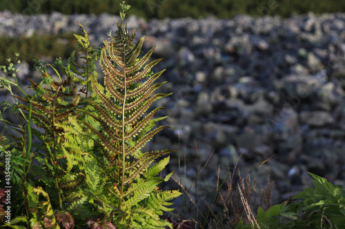 polypody in the mountain photo