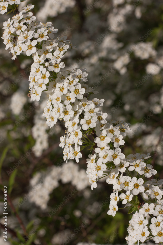 Delicate white spirea flowers in the park, spring background. Selective focus, light blur. Delicate white spirea flowers in the park, spring background. Selective focus, light blur.