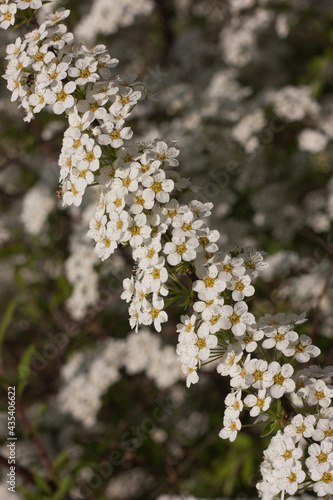 Delicate white spirea flowers in the park, spring background. Selective focus, light blur.