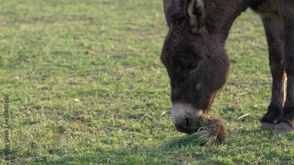 Close up donkey chews tuft of grass. Slow motion 4K Close up donkey chews tuft of grass. Slow motion 4K