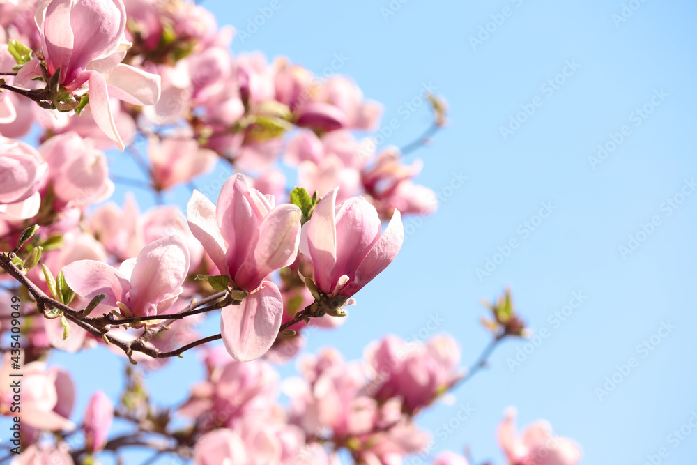 Beautiful magnolia tree with pink blossom outdoors. Spring season Beautiful magnolia tree with pink blossom outdoors. Spring season