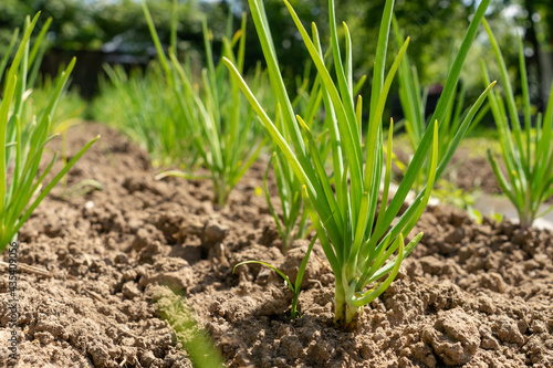 Fresh, green onion beds close-up. Private farming.