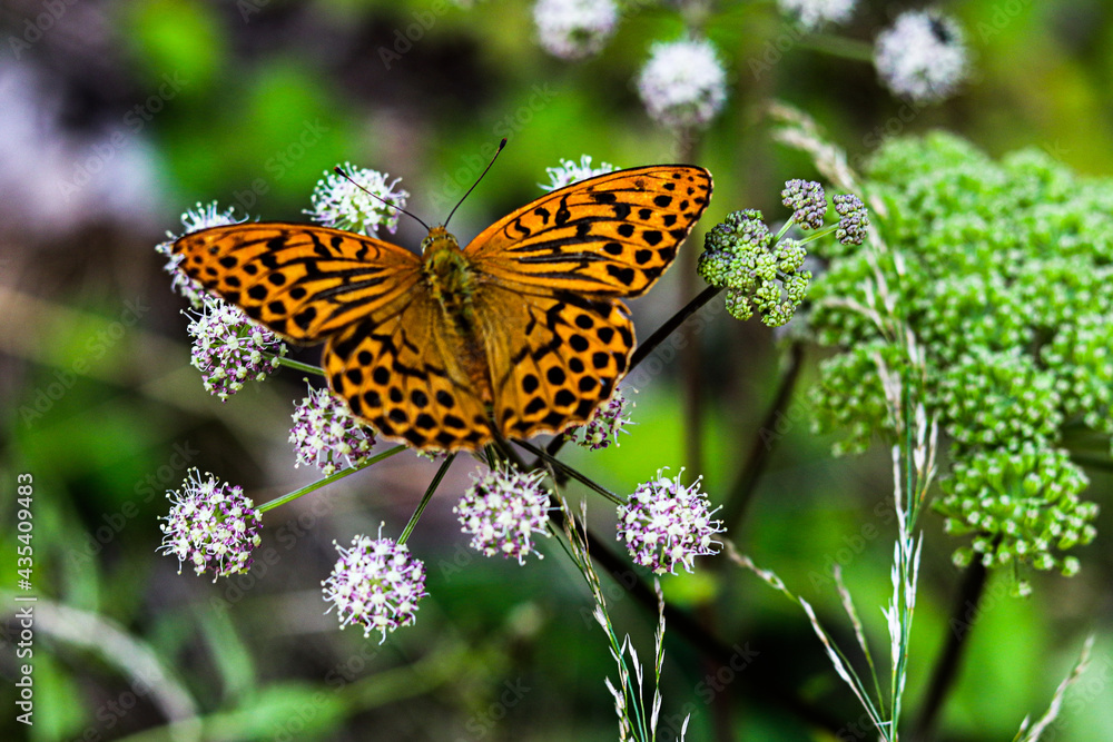 butterfly on a flowers meadow butterfly on a flowers meadow