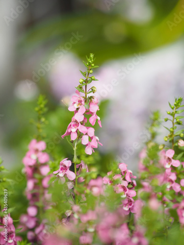 Forget me Not  Angelonia goyazensis Benth  Digitalis solicariifolia name purple flower pink flower on blurred of nature background